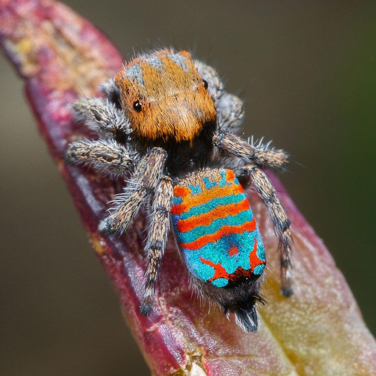 Maratus Bubo