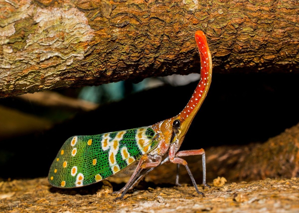 Насекомые из Австралии