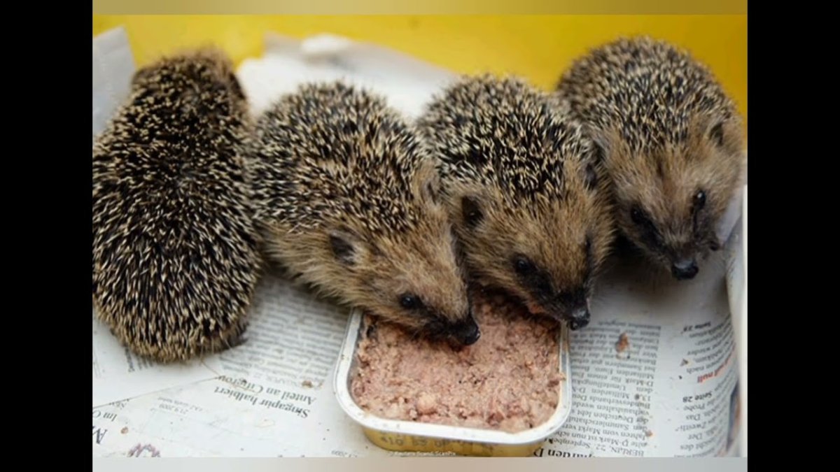 Много много ежиков