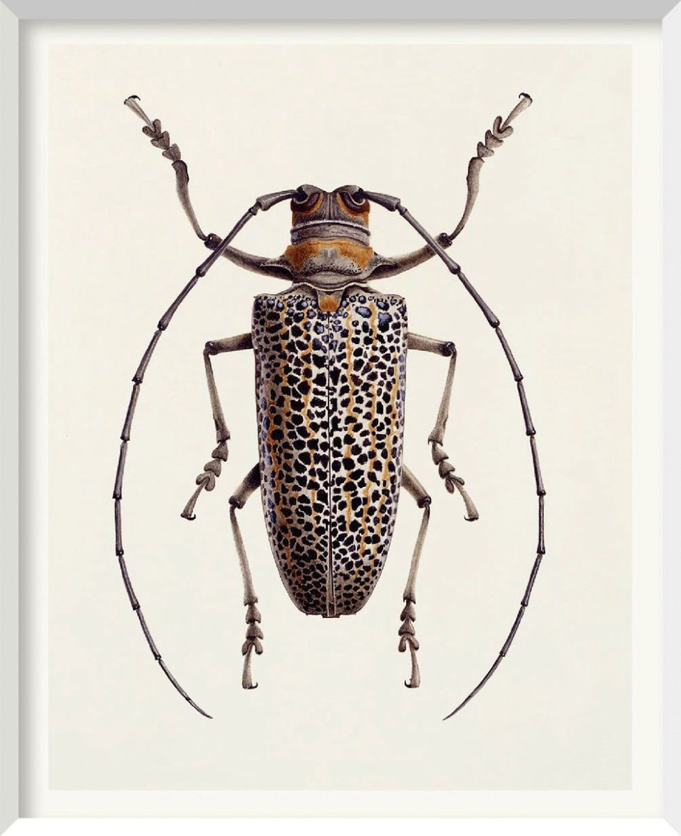 Hemileucinae гусеница