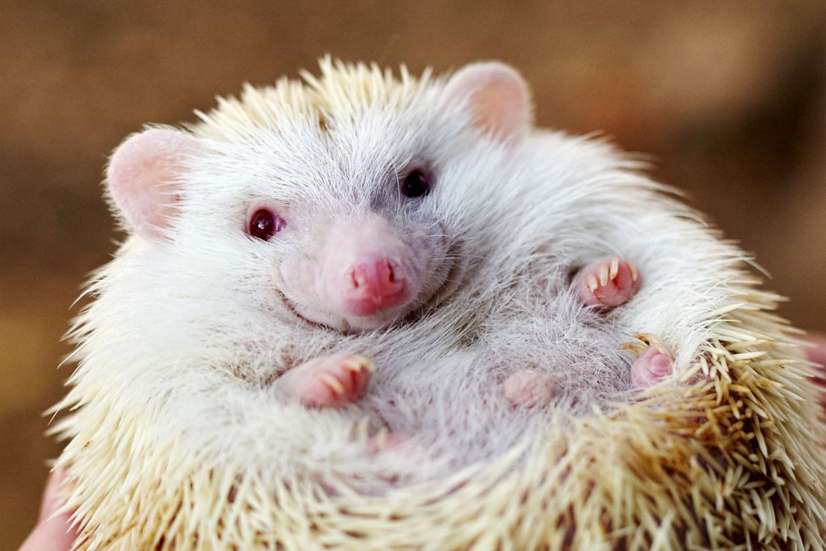 Африканский еж альбинос