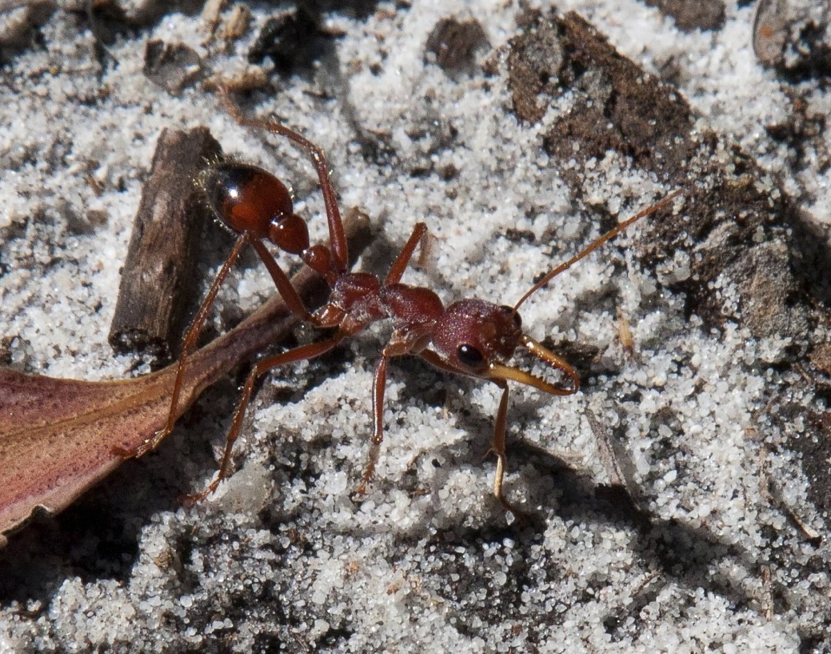 Жуки, пауки, букашки.