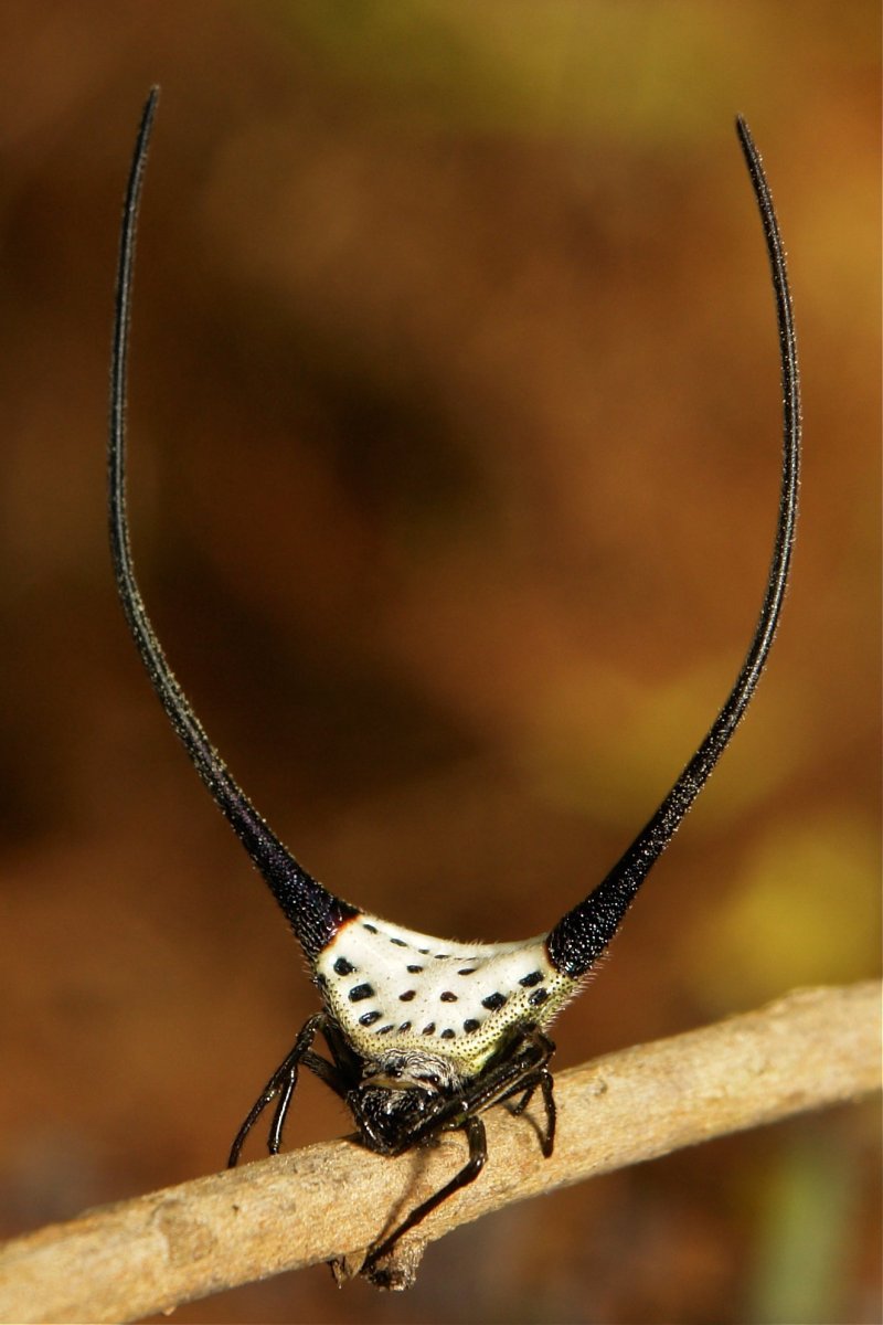 Длиннорогий паук кругопряд