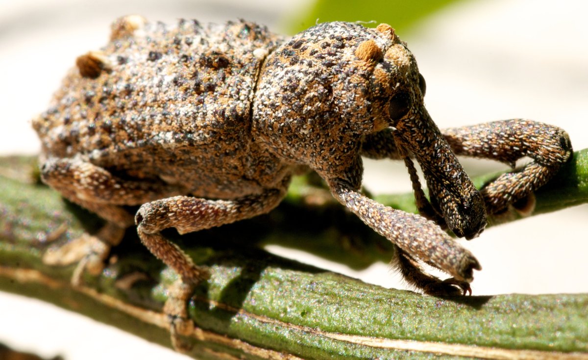 Гусеница бабочки phyllodes Imperialis