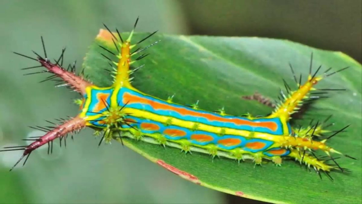 Dofleinia Armata анемон