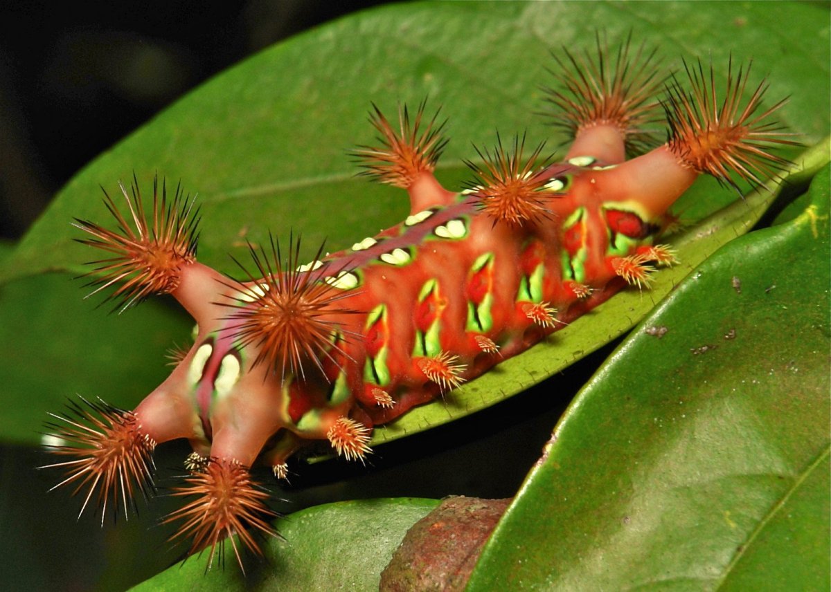 Иглистый дьявол кузнечик