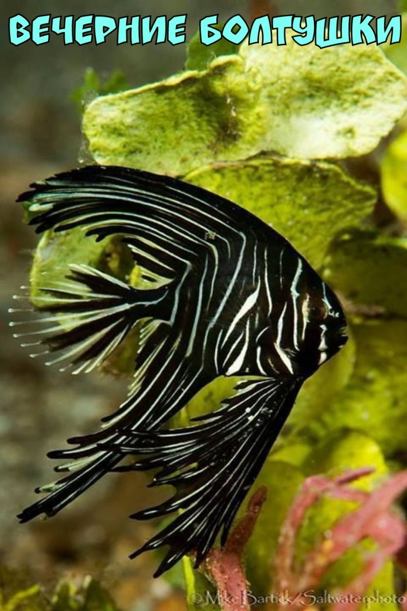 Рыба Скалярия морская