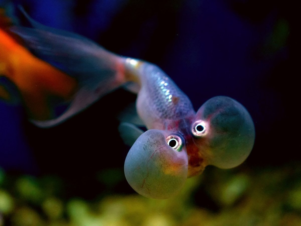 Аквариумная рыбка телескоп Звездочет