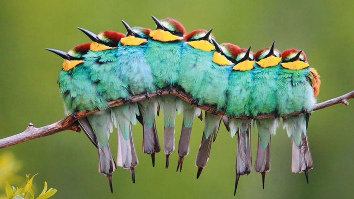 Венценосный мухоед