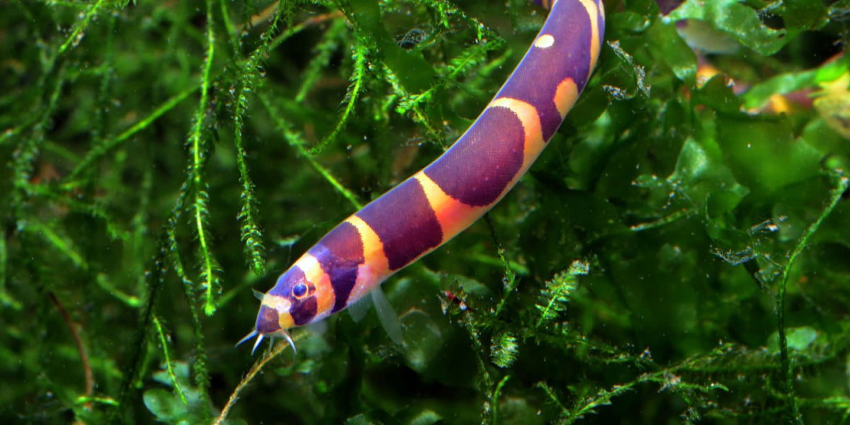 Мексиканская саламандра аксолотль