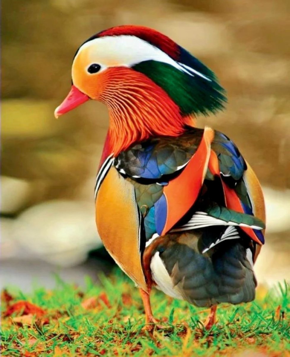 Утка Мандаринка