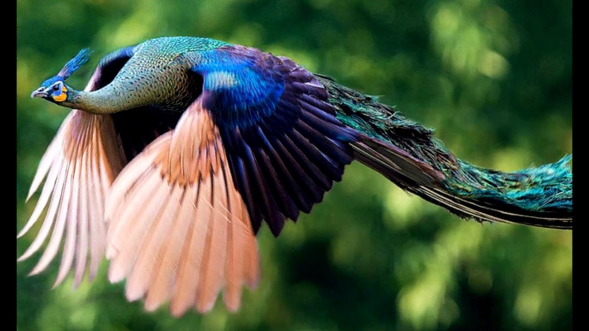 Вениамин Богомолов