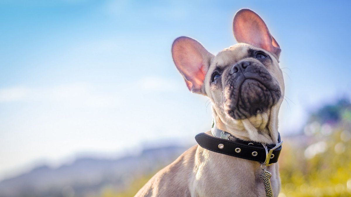 С днем журналистики поздравления