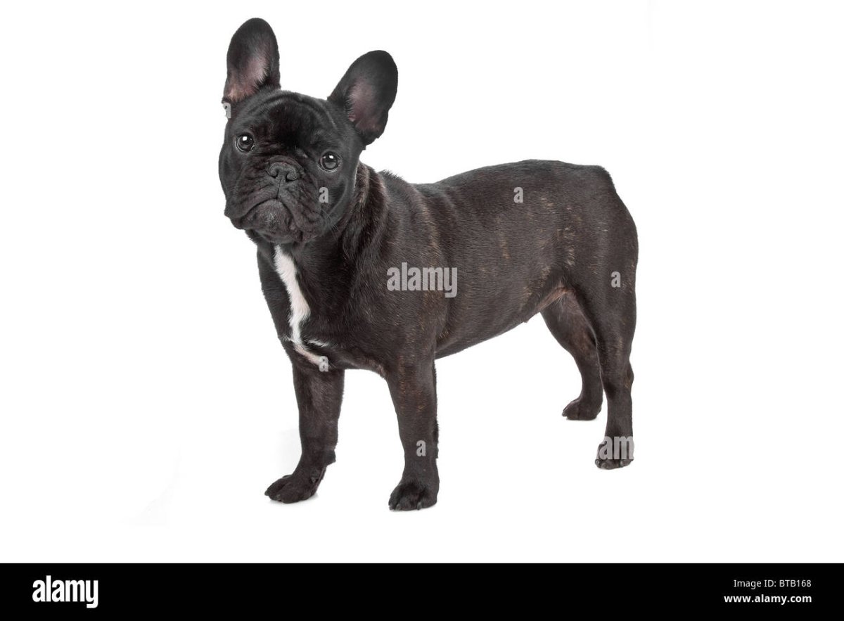 Французский бульдог оборачивается