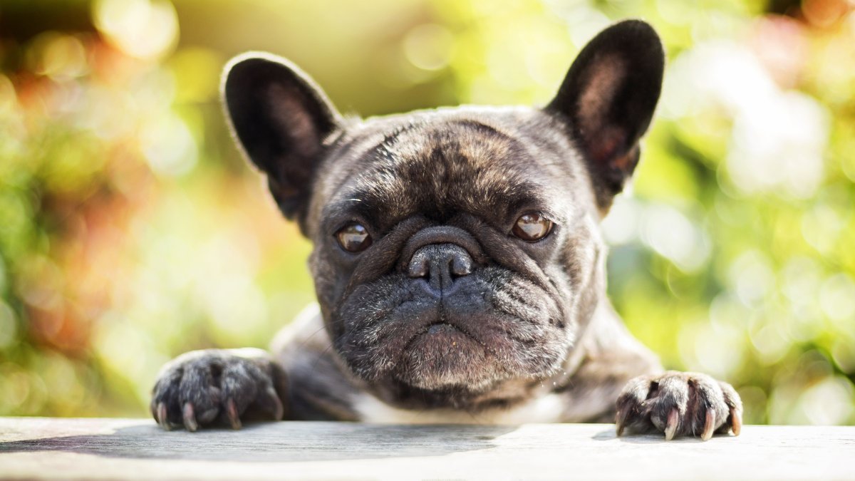 Худощавый французский бульдог