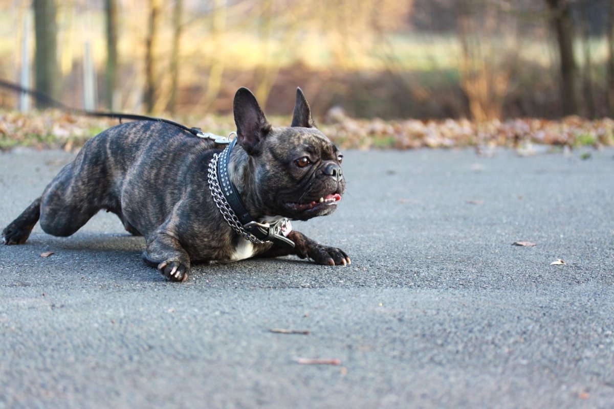 Французский бульдог загорает