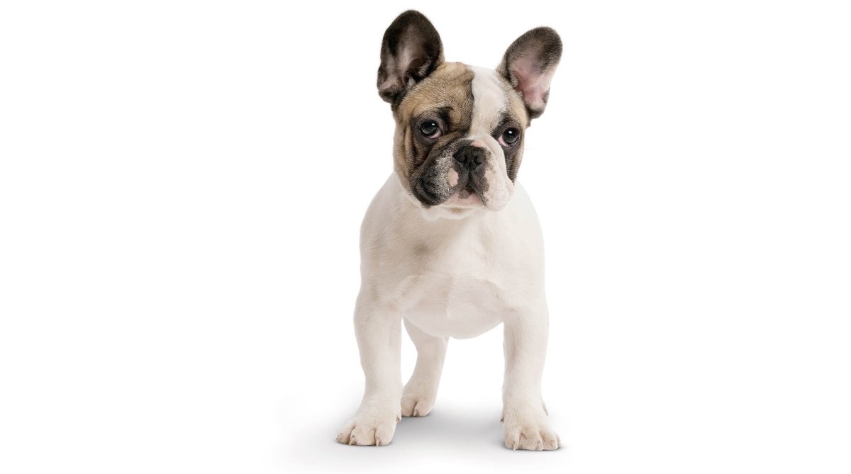 Французский бульдог чёрно коричневый