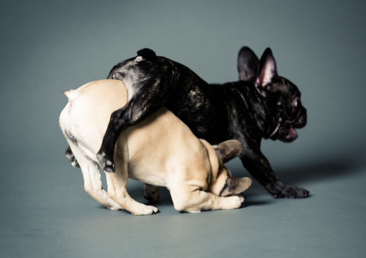 Карликовый бульдог