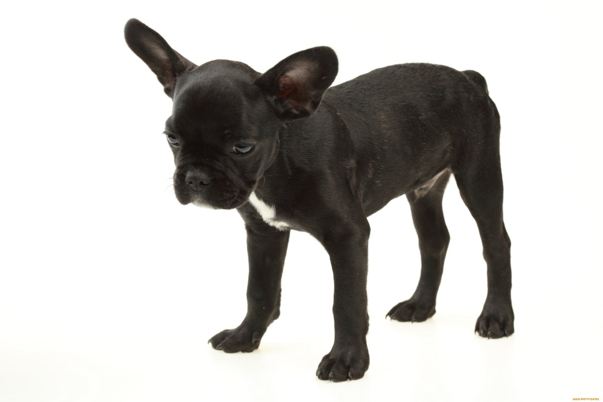 Французский бульдог черный обои