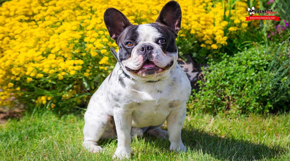 Баффи французский бульдог