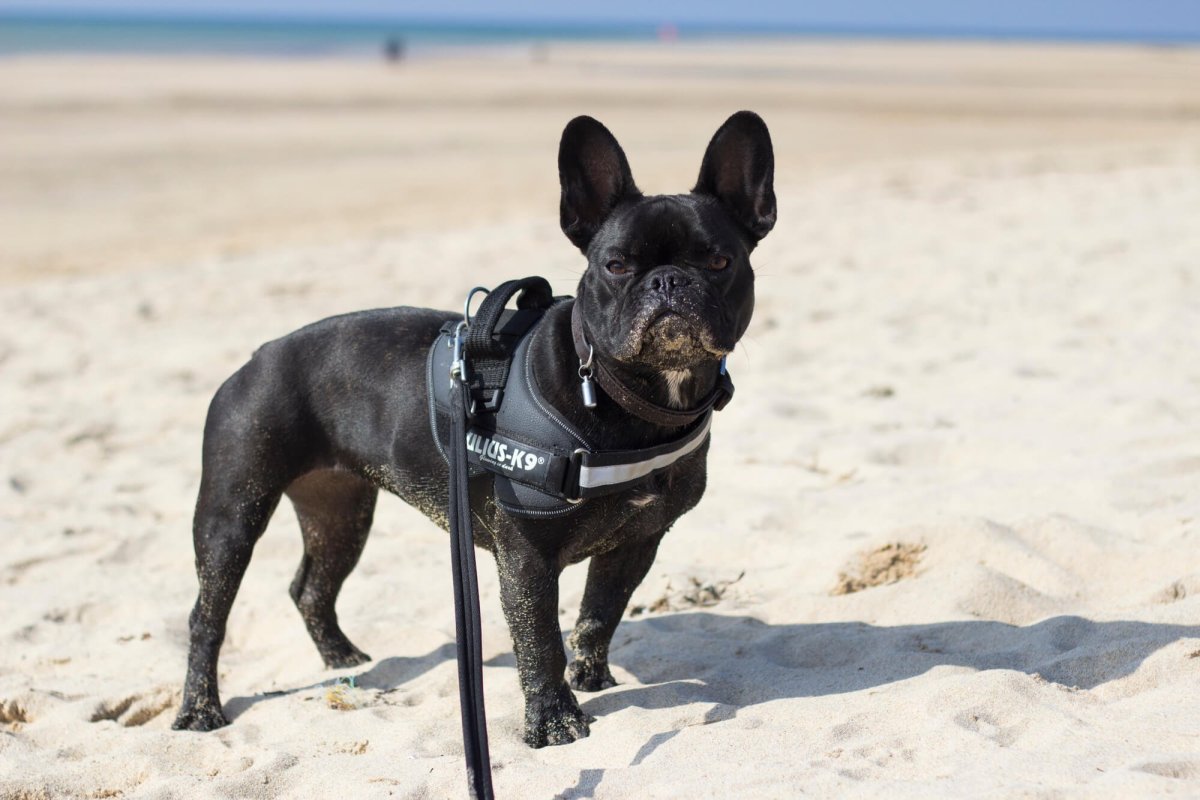 Французский бульдог удлиненный