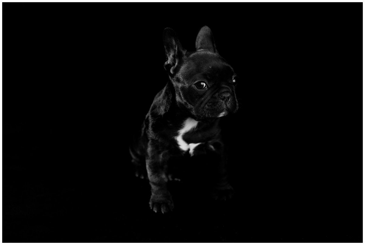 Французский бульдог