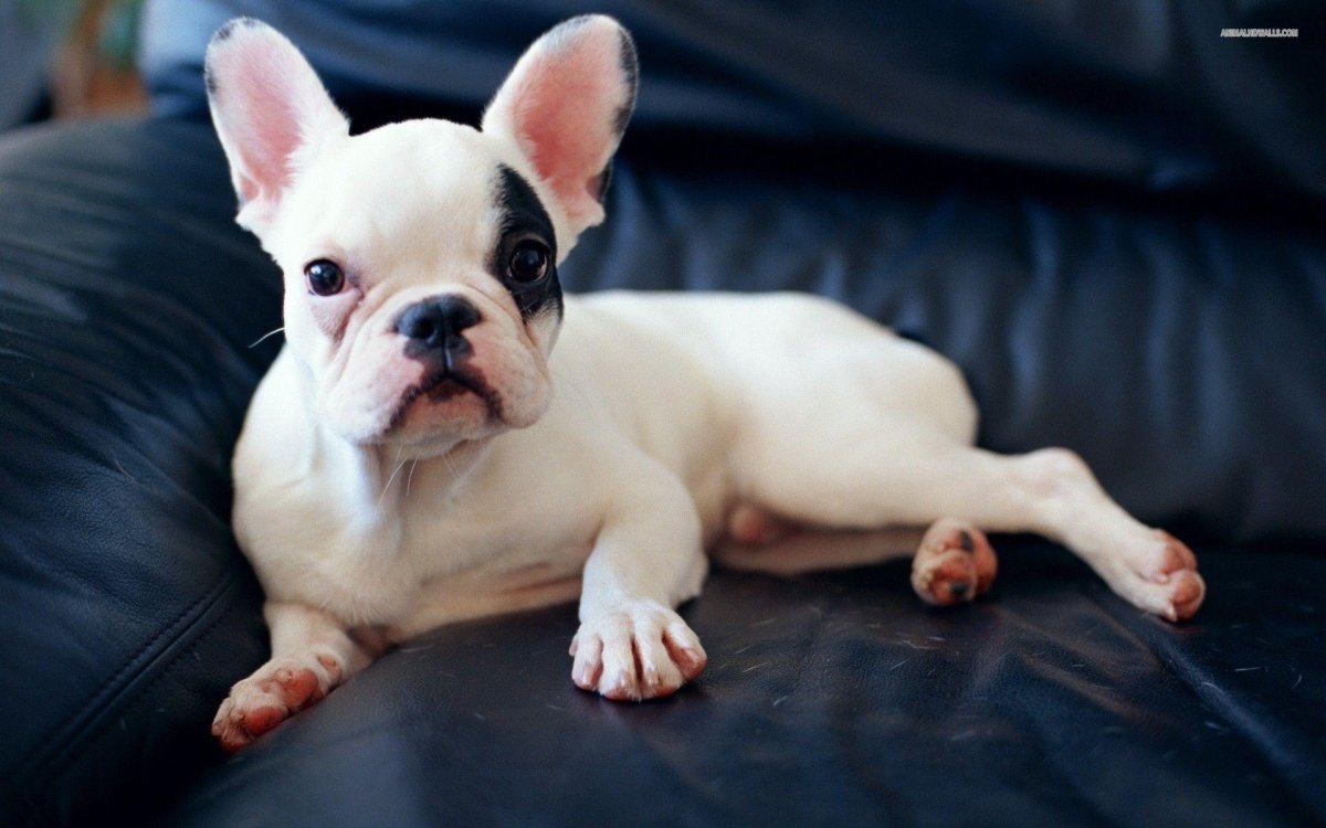 Фиджи Полли французский бульдог