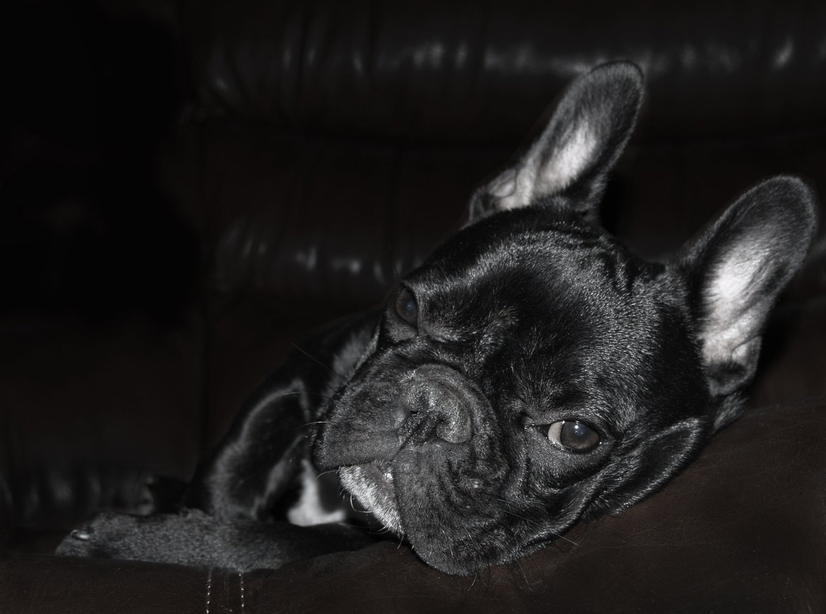 Обои французский бульдог на айфон