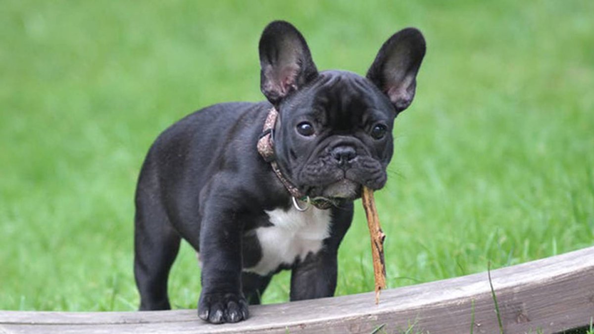 Французский бульдог белый с тигровой мордой