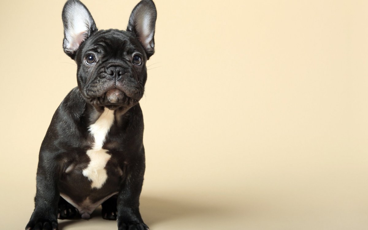 Французский бульдог Джованни