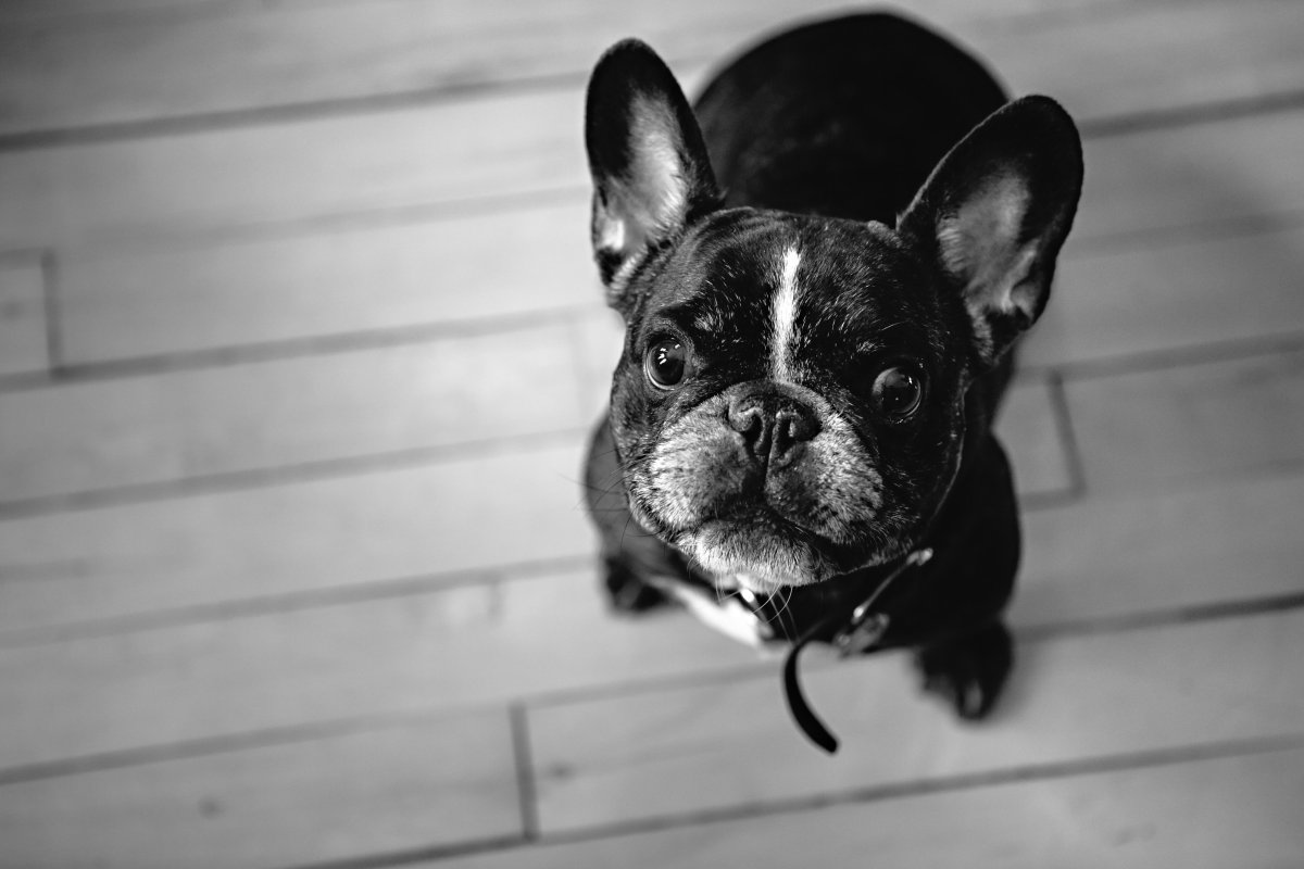 Французский бульдог черный щенок