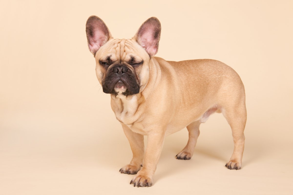 Французский бульдог