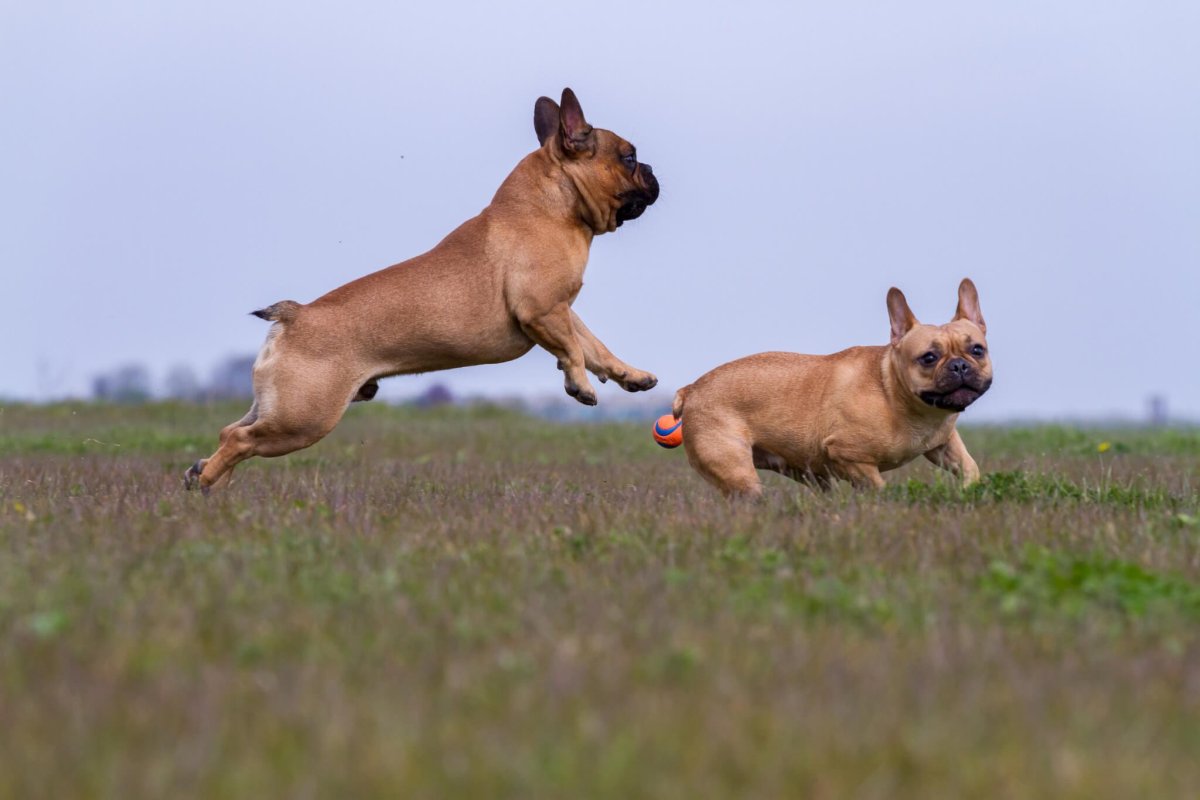 Французский бульдог любовь