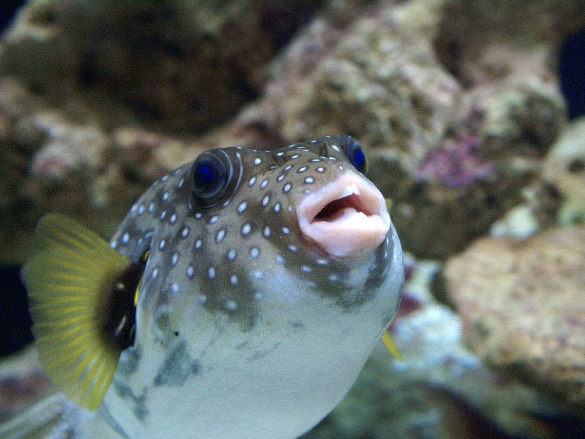 Бурый Скалозуб фугу