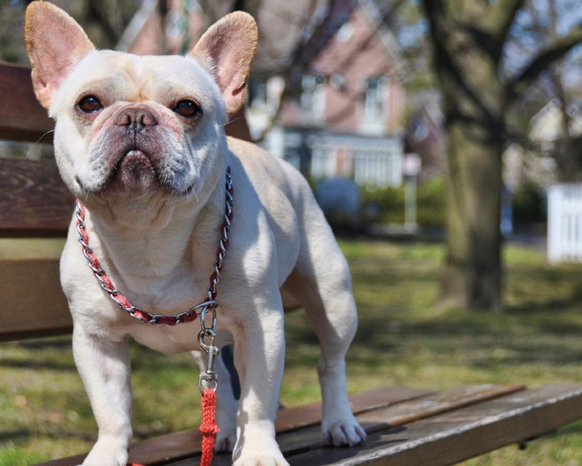 2 Французских бульдога