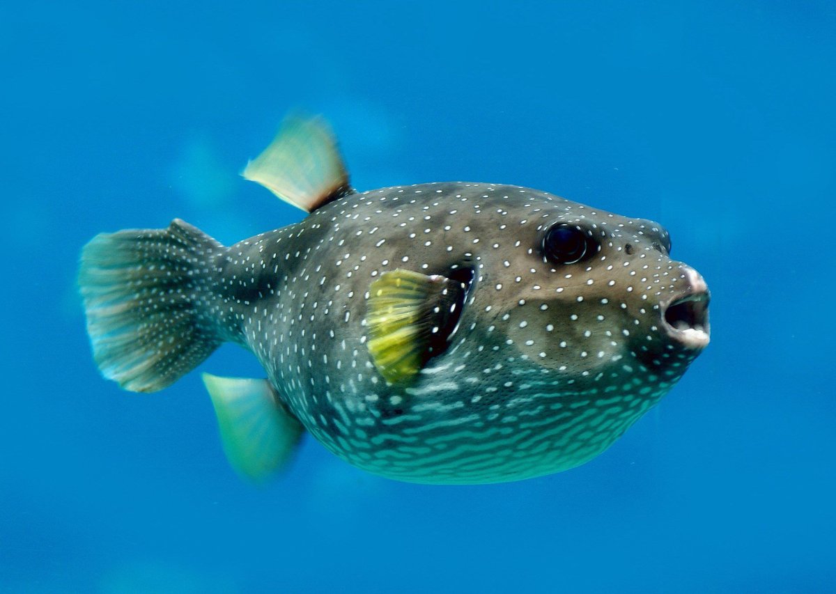 Бурый Скалозуб рыба