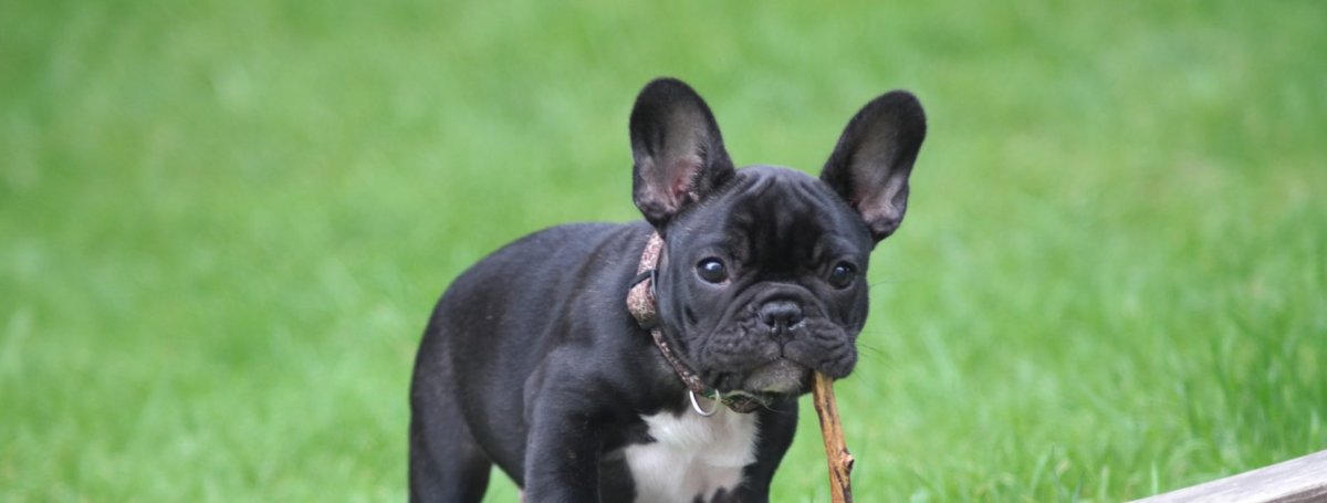 Французский бульдог поднял лапы