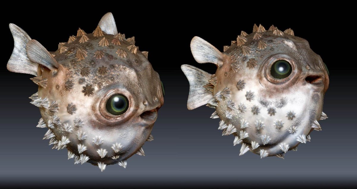 Длинноиглая рыба-ёж