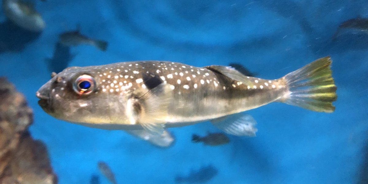 Рыба еж фугу