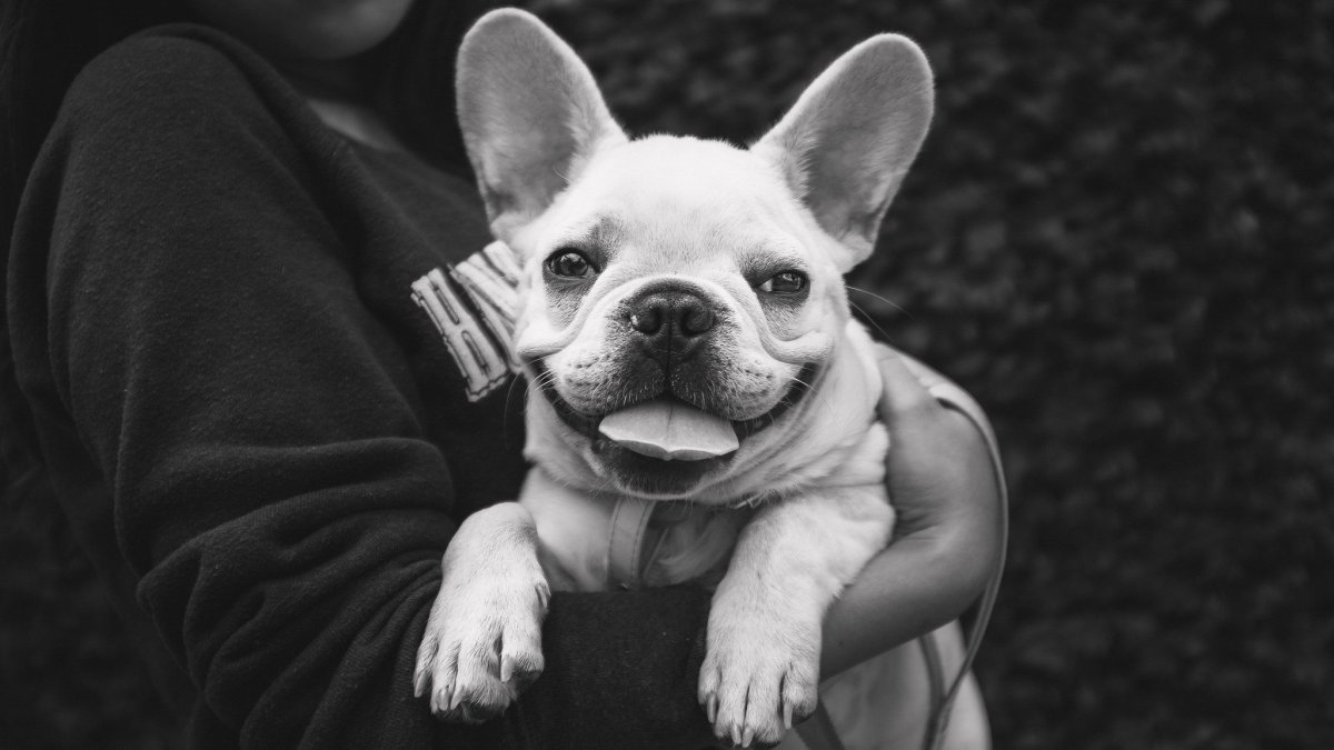 Прикольные французские бульдоги