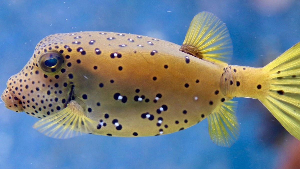 Необычные водные животные