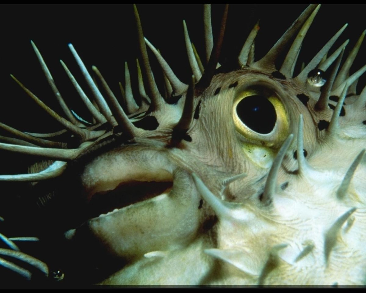 Бурый Скалозуб рыба