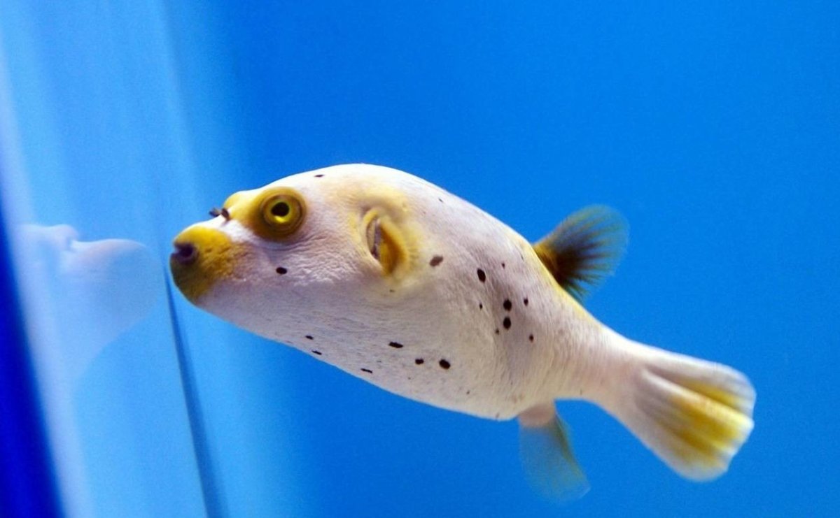 Рыба фугу малек