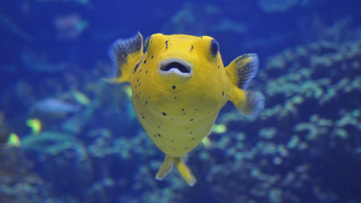 Рыба еж фугу