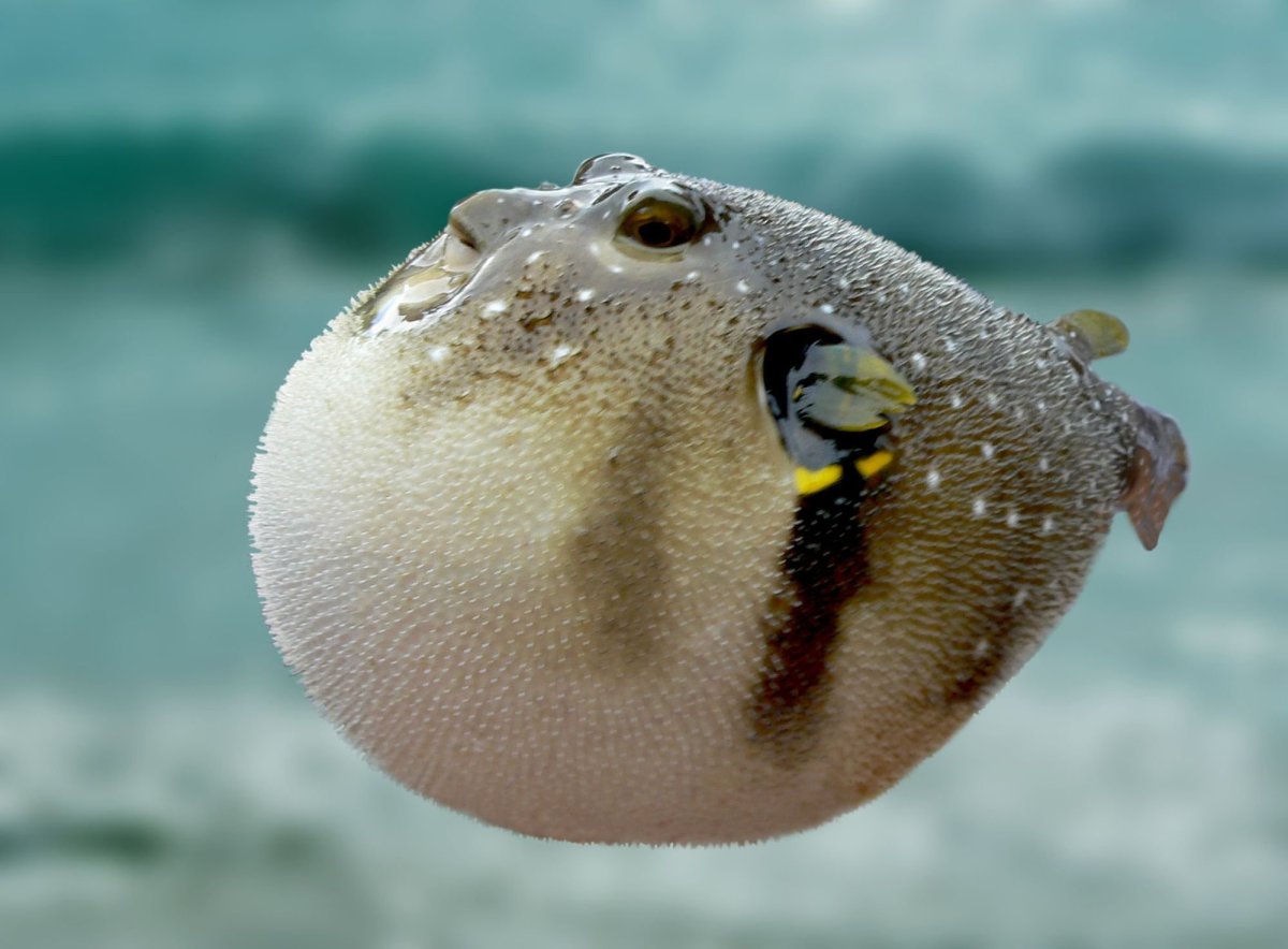 Черноморский морской дракончик рыба