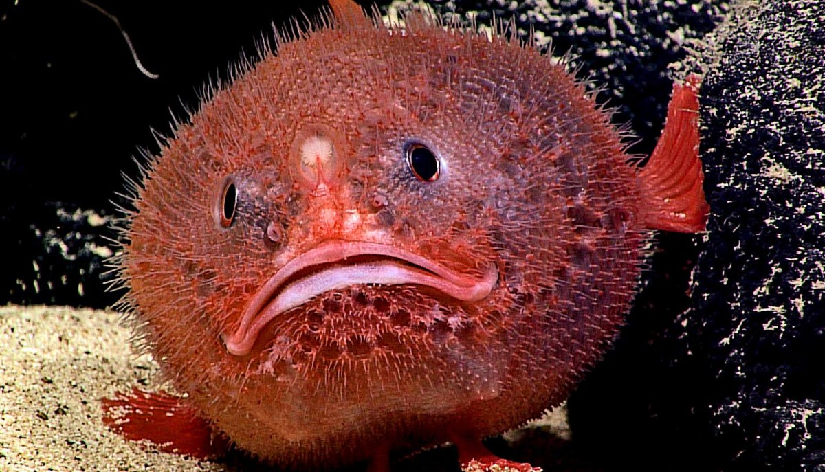 Диодон рыба еж