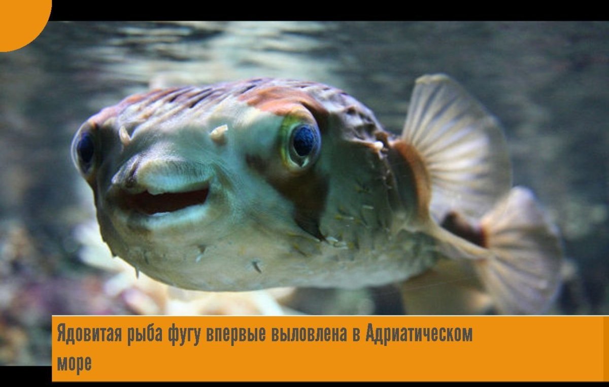 Иглобрюхие рыбы фугу