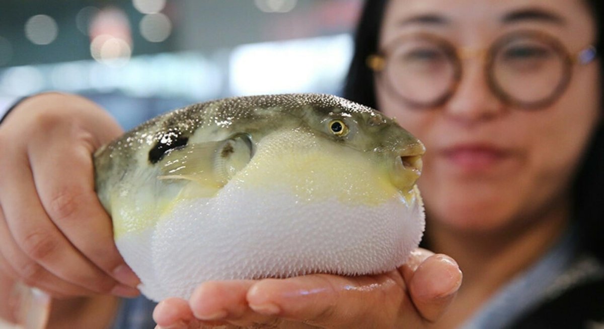 Бурый Скалозуб рыба