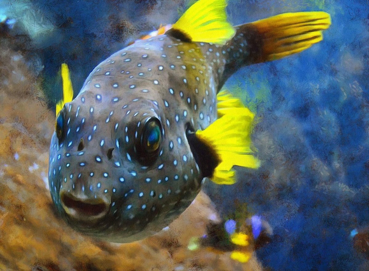 Рыба Молинелла