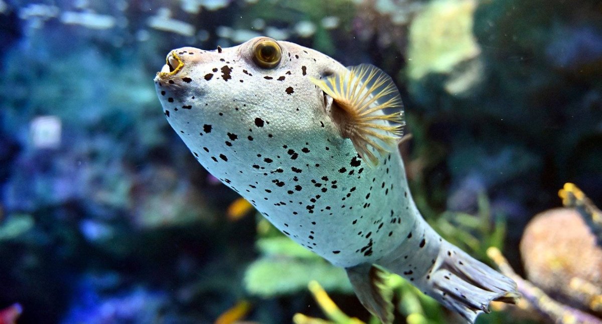 Рыба фугу бурый Скалозуб